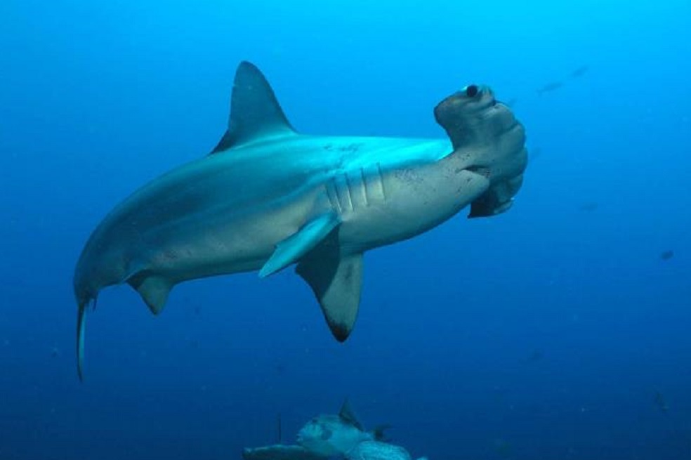 Ecuador clama por una ley internacional más rígida, tras la “descomunal” pesca cerca de Galápagos