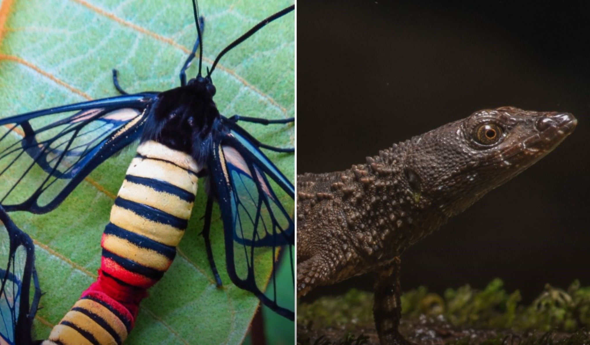 Descubren la polilla-avispa más grande del país y un lagarto espinoso semiacuático