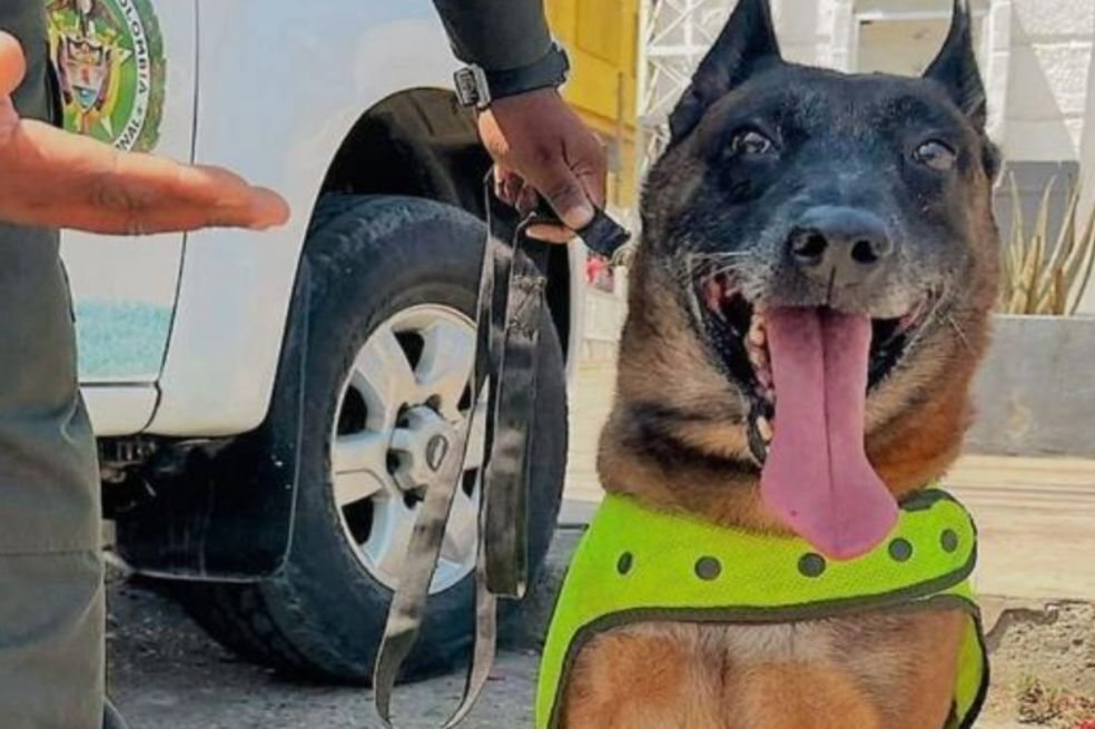 Oker: el perro antipólvora y protector de niños de la Policía Nacional en Bolívar
