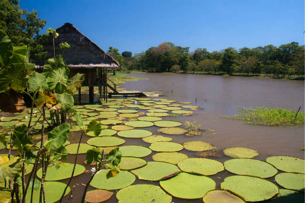 Una Amazonia sin las Farc