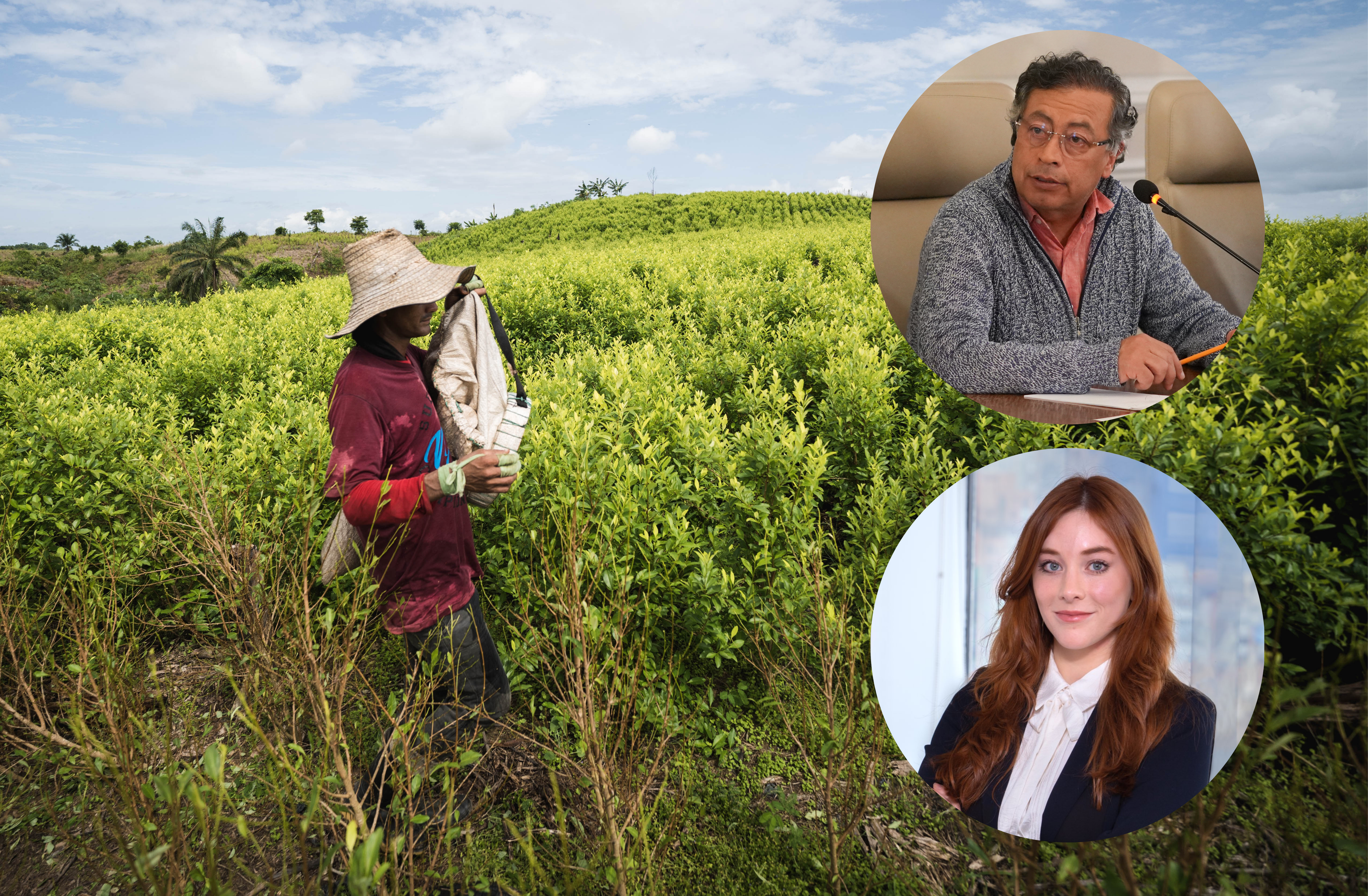 Gobierno dice que sí tiene dinero para cumplir metas de erradicación y sustitución de coca