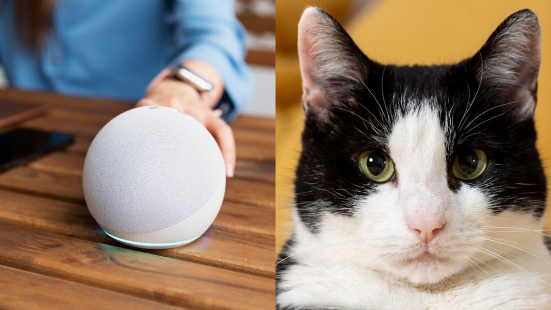 ¿Perdió a su gato? Alexa puede ayudarle a encontrarlo: le contamos cómo