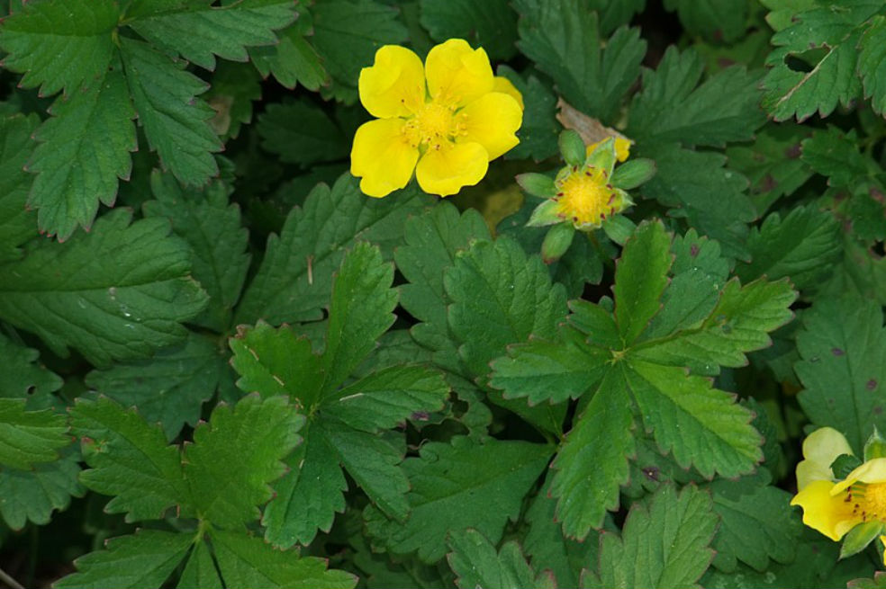 Las plantas son capaces de tomar decisiones ante la competencia