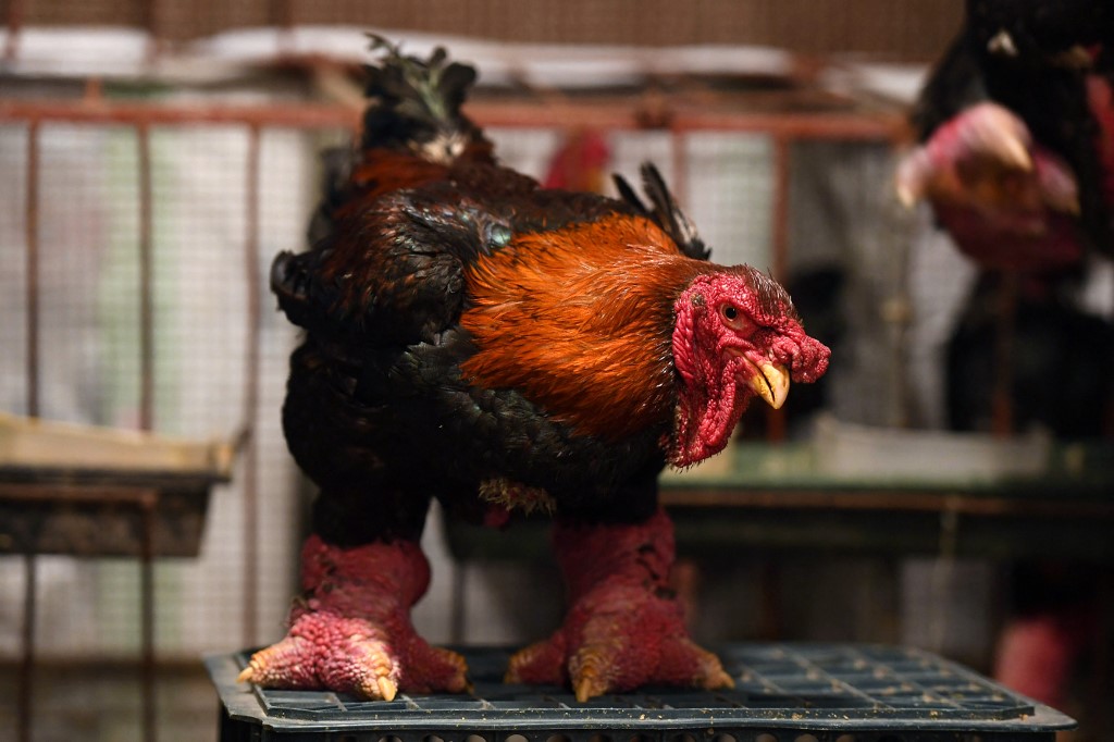 Fotos: así son las patas de “pollo dragón”, un plato muy apreciado en Vietnam