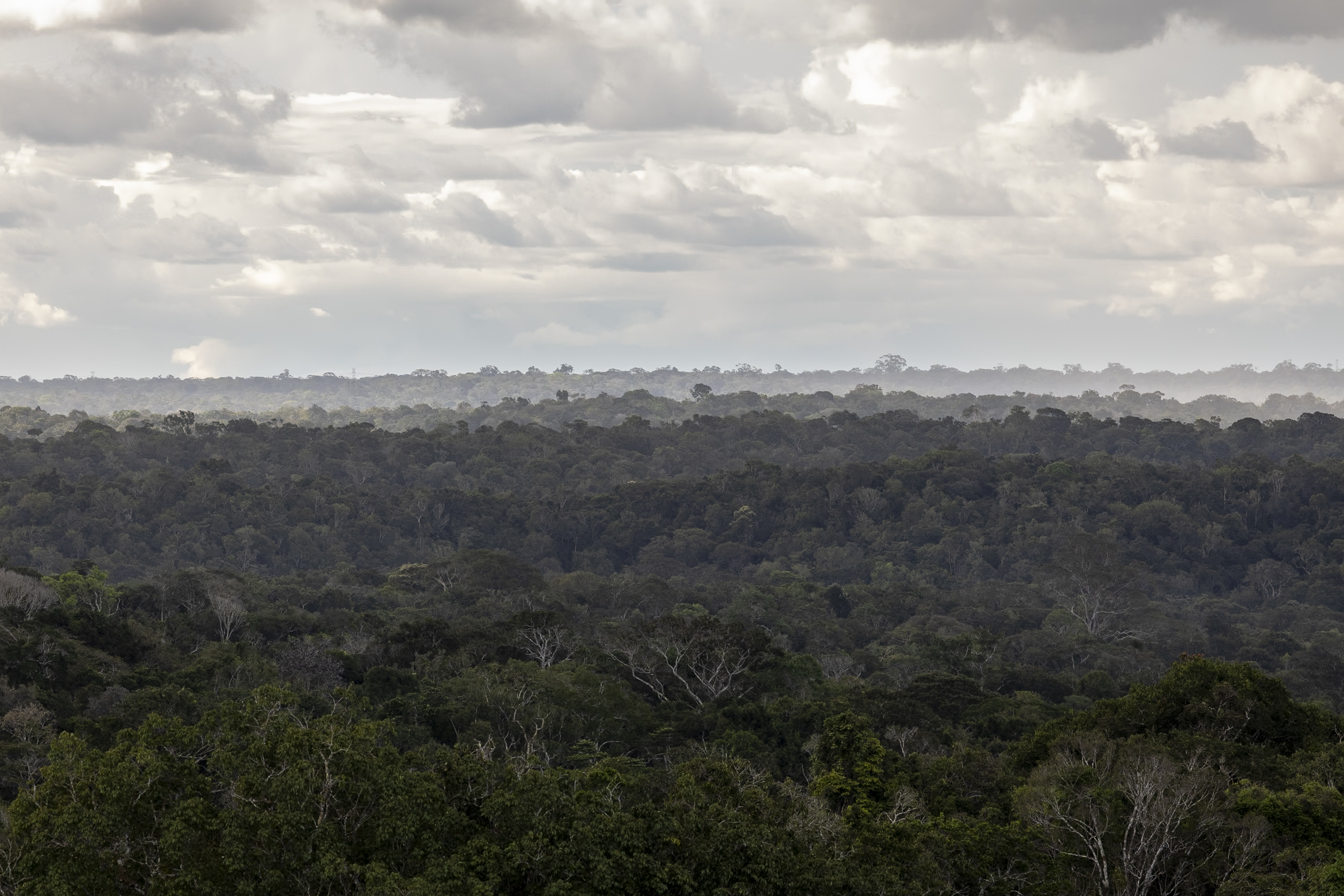 ¿Cuánto dinero necesitamos para proteger los bosques del mundo? Esto dice la ONU