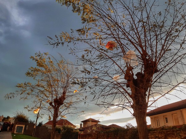 Datos de 293 ciudades europeas confirman que los árboles reducen el calor urbano