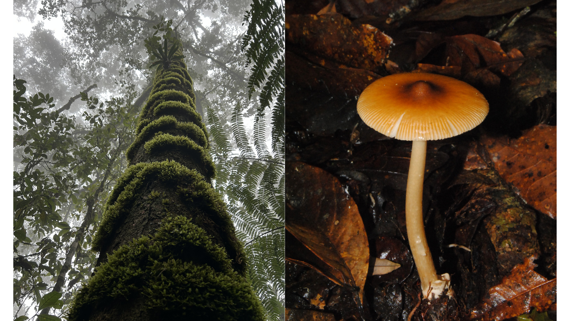 Este árbol, único de Colombia, tiene una particularidad: una red subterránea de hongos