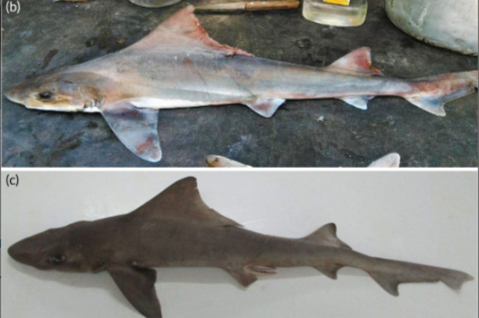Tras 50 años, redescubren a uno de los tiburones más raros del mundo