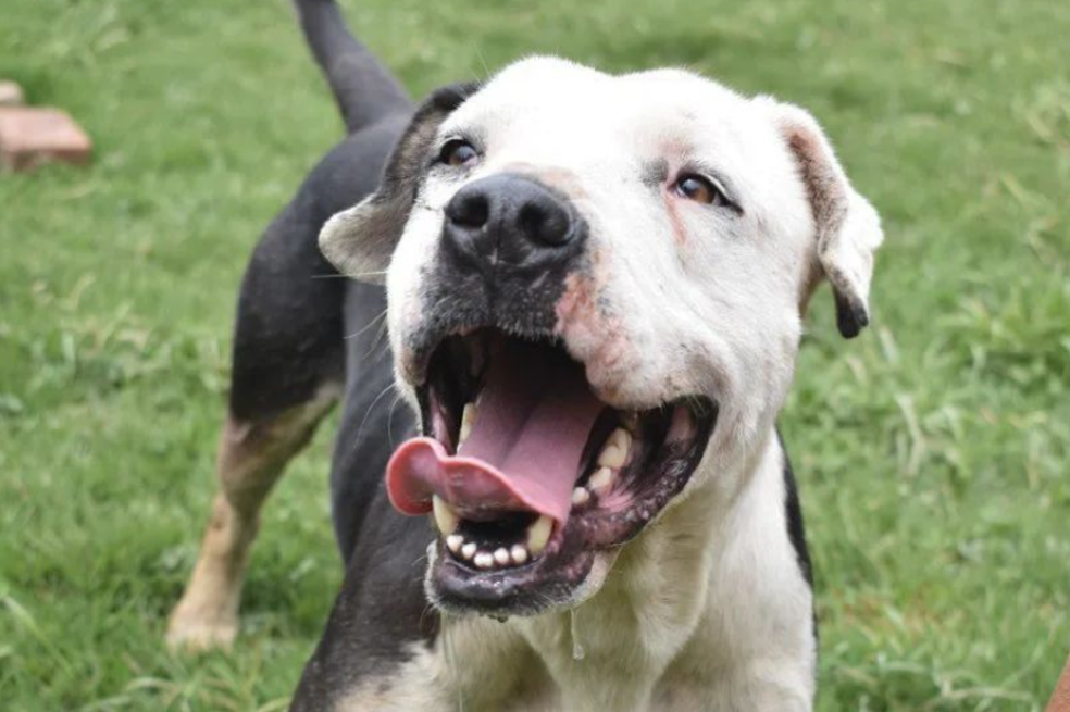 Esterilización gratis de perros y gatos en Bogotá: acceda a los cupos disponibles