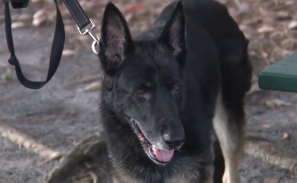 “La familia se reúne otra vez”: encuentran a su perrita tras seis años perdida