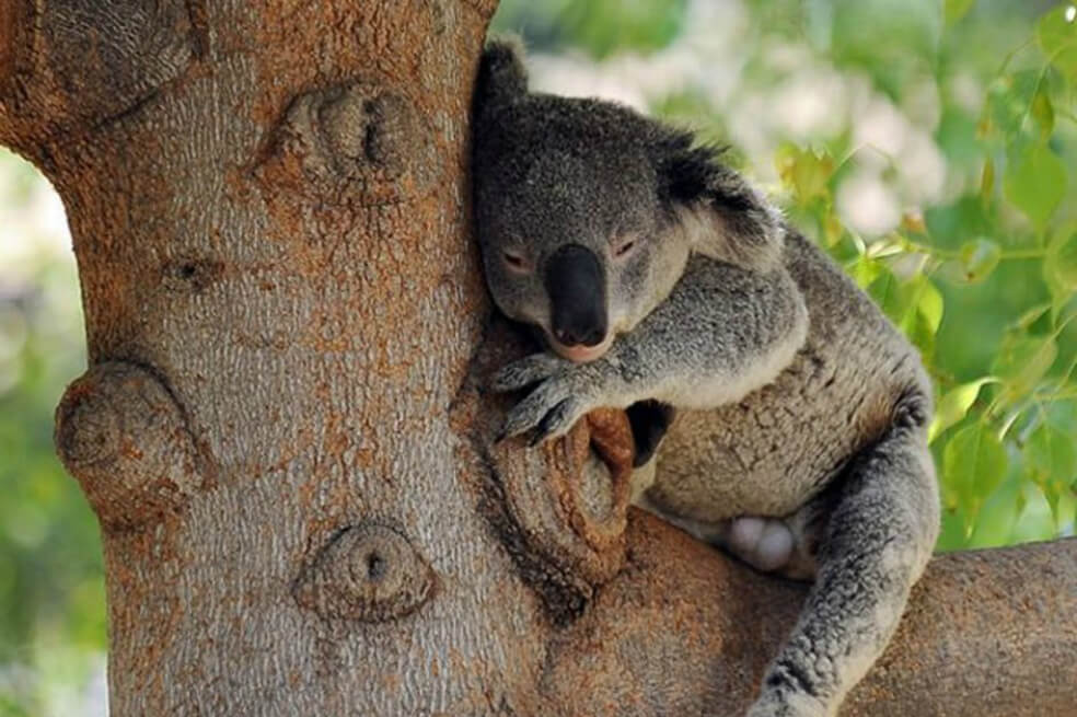 Los koalas están cada vez más sedientos: las hojas ya no están dándoles el agua suficiente