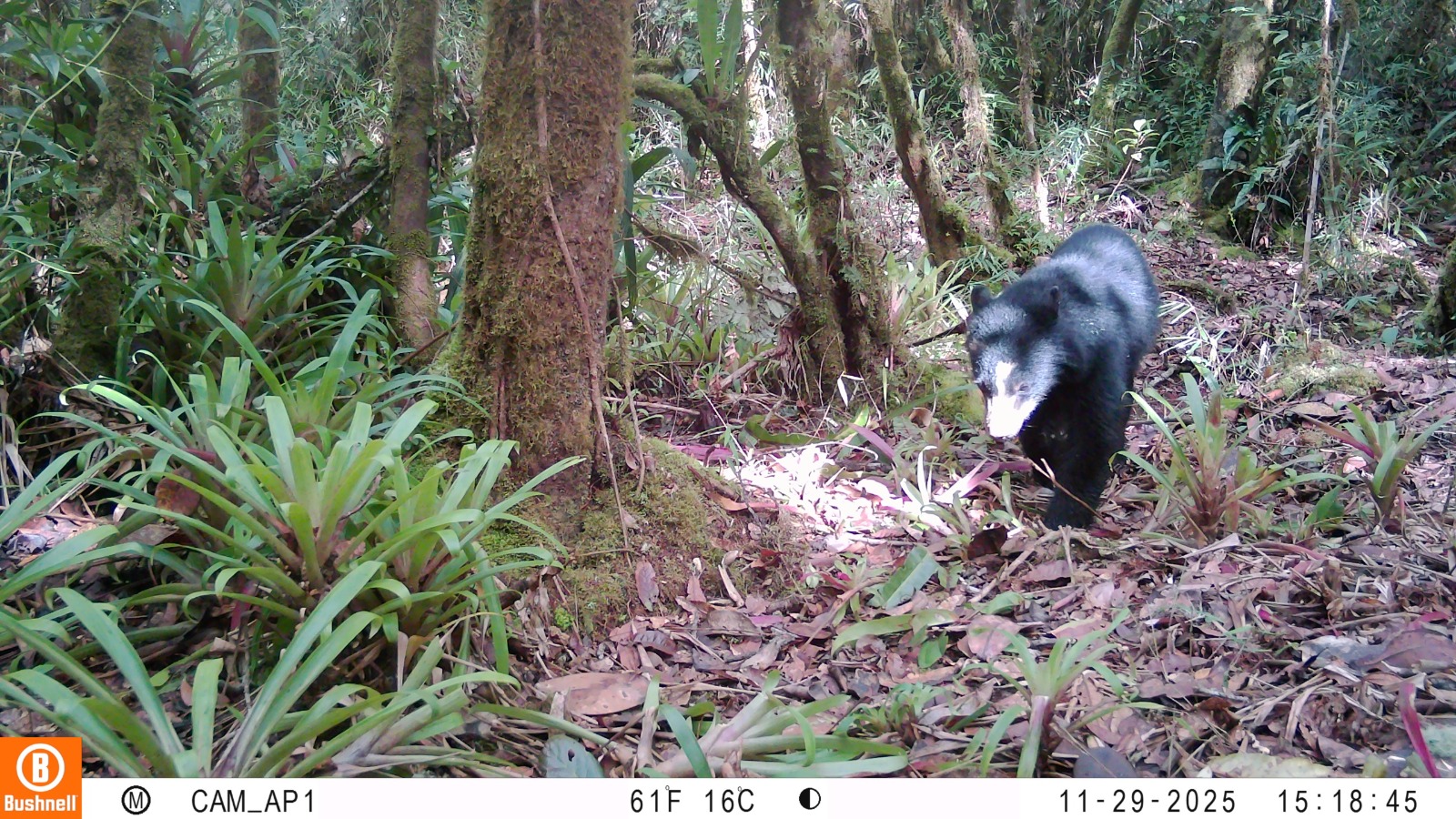En la imagen se ve a un oso andino juvenil, en jurisdicción del municipio de Colombia.