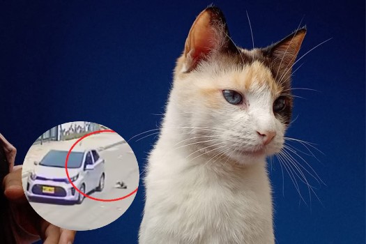La historia de Lita, la gata del video que cayó por la ventana de un carro