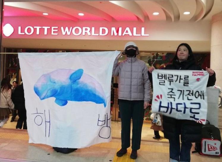 Corea del Sur prohíbe la adquisición de cetáceos para espectáculos