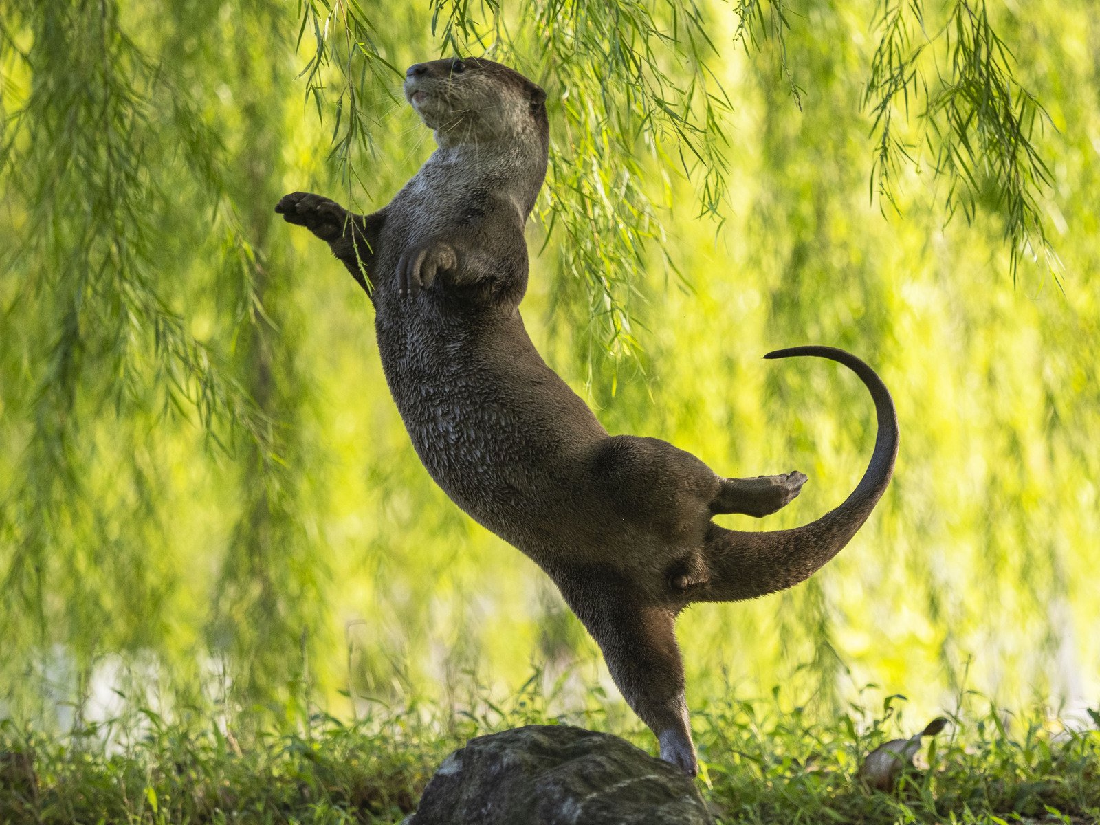 Otter Ballerina. Otter Kwek ganó la categoría Submarina con esta foto de una nutria "bailarina".