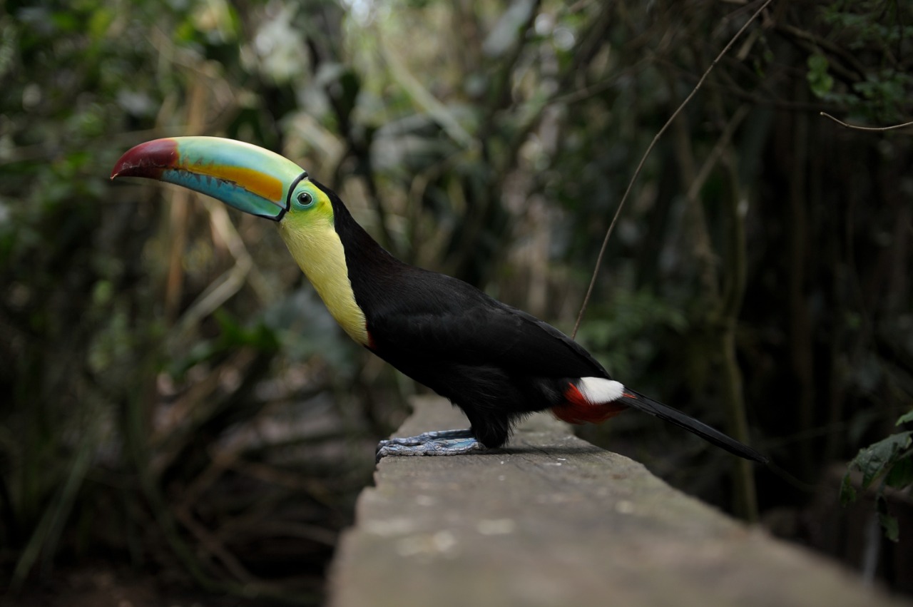 ¿Por qué Colombia no ha logrado proteger su biodiversidad?
