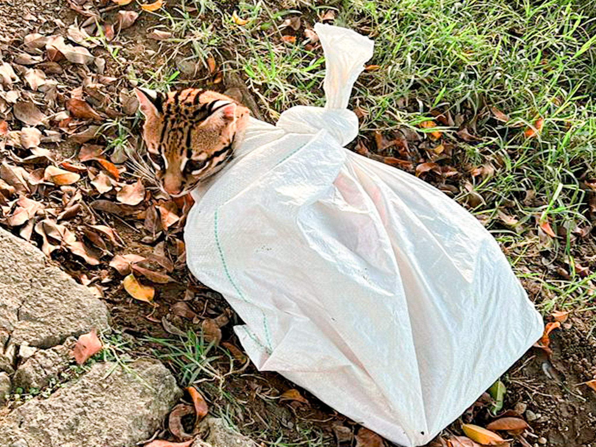 Con lesiones, amarrado y en un costal: así fue el heroico rescate de un ocelote