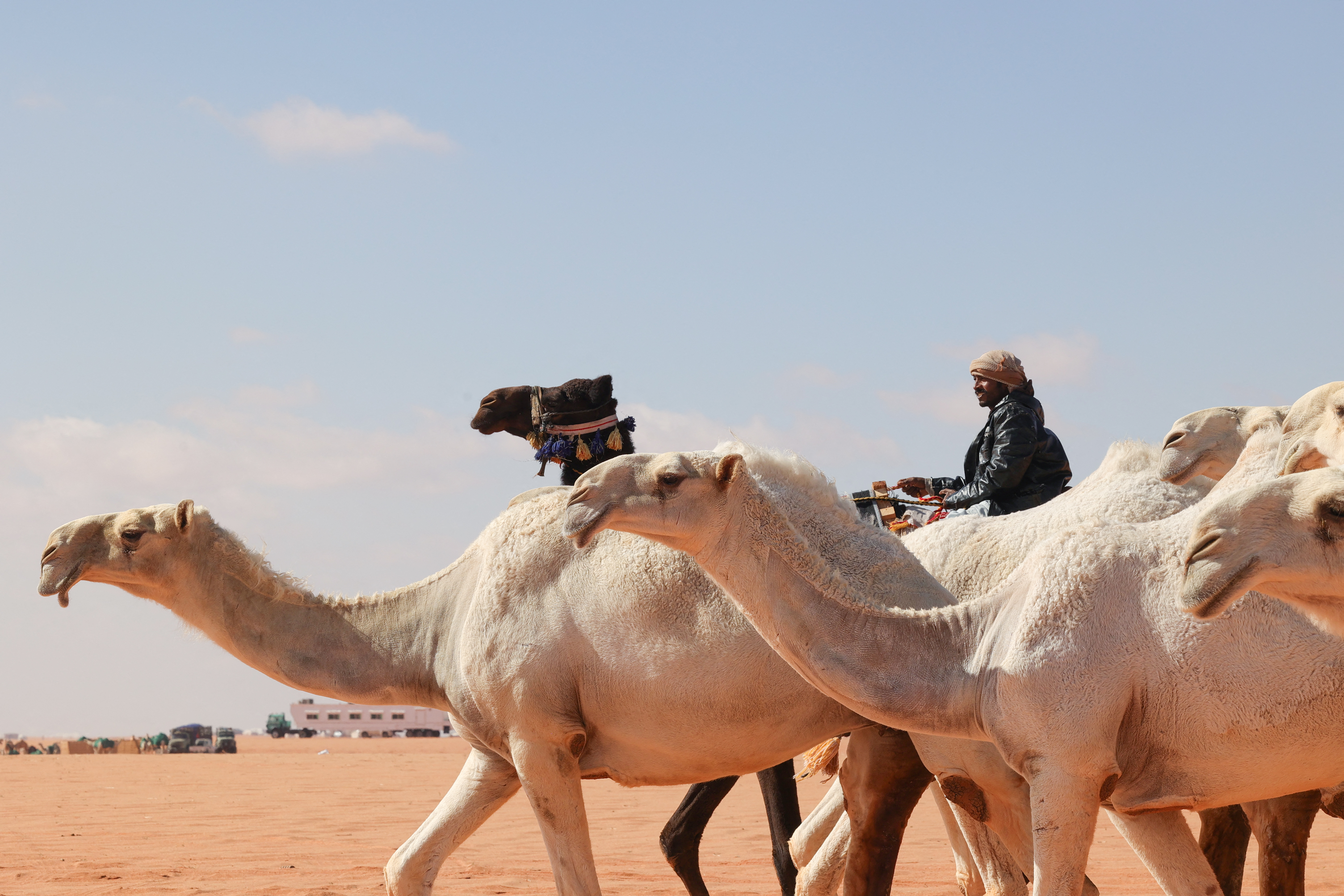 Saudi herder Mansour al-Qatula is pictured next to his animals during the annual King Abdulaziz Camel Festival in Rumah desert, northeast of the Saudi capital Riyadh, on January 10, 2023. - Qatula uses a mode of communication with camels, known as Alheda'a which was recently inscribed on UNESCO's list of intangible cultural heritage, highlighting the deep traditional connection between camels and inhabitants of the Arabian Peninsula. (Photo by Fayez Nureldine / AFP)