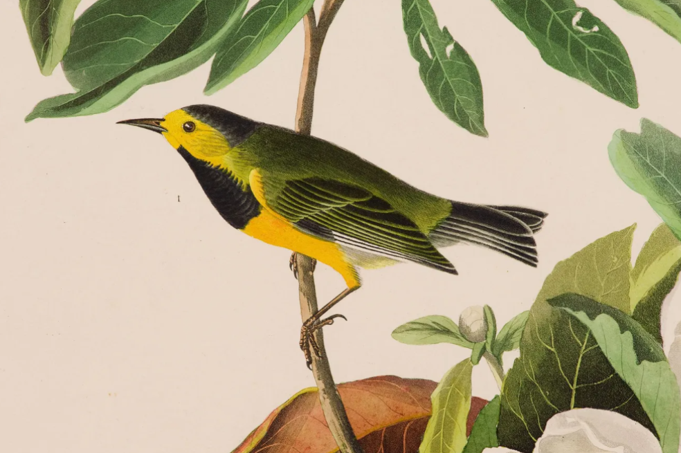 EE. UU. retira 21 especies de una ley de especies amenazadas porque se extinguieron