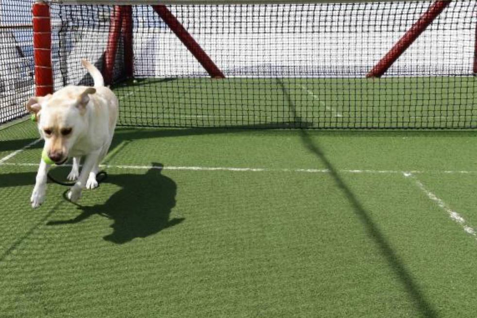 Torneo de pádel en Bogotá busca ayudar a perritos enfermos: así puede participar