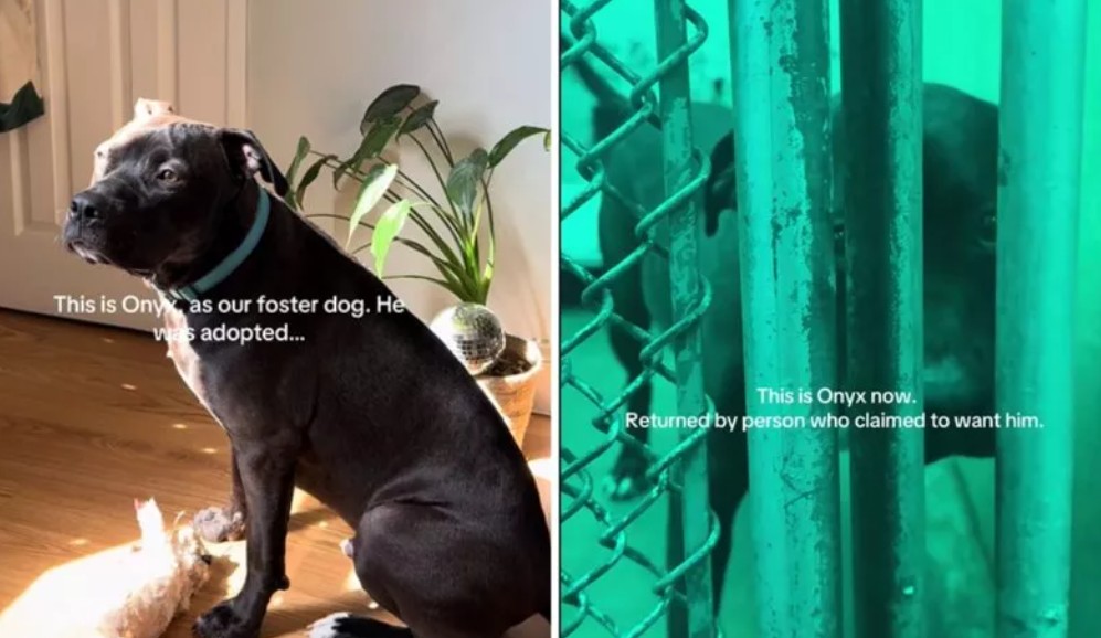 Onyx fue devuelto a las 72 horas: ahora busca un hogar que no lo abandone