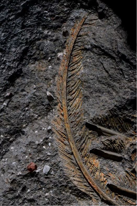 Encuentran plumas fósiles de un buitre de 30.000 años con un nivel de detalle único