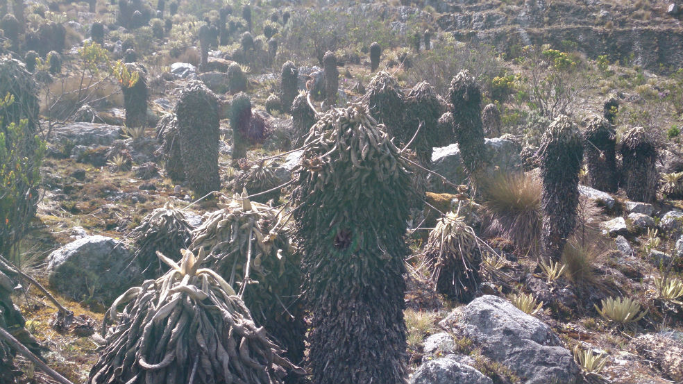 La extraña enfermedad que ataca a los frailejones colombianos