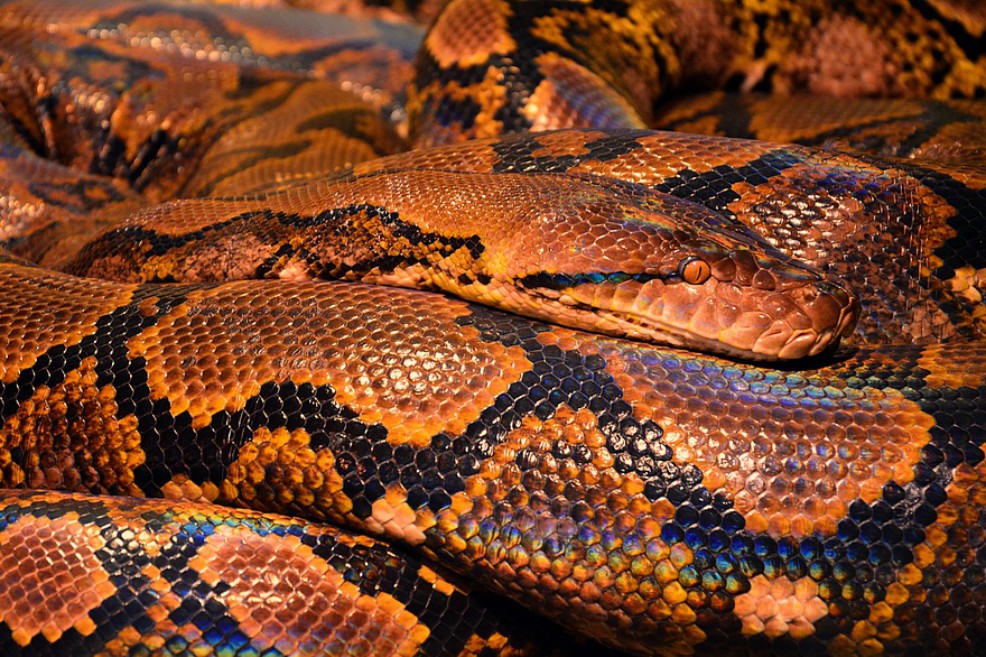 Con 31 mil especies, científicos completan el atlas mundial de vertebrados