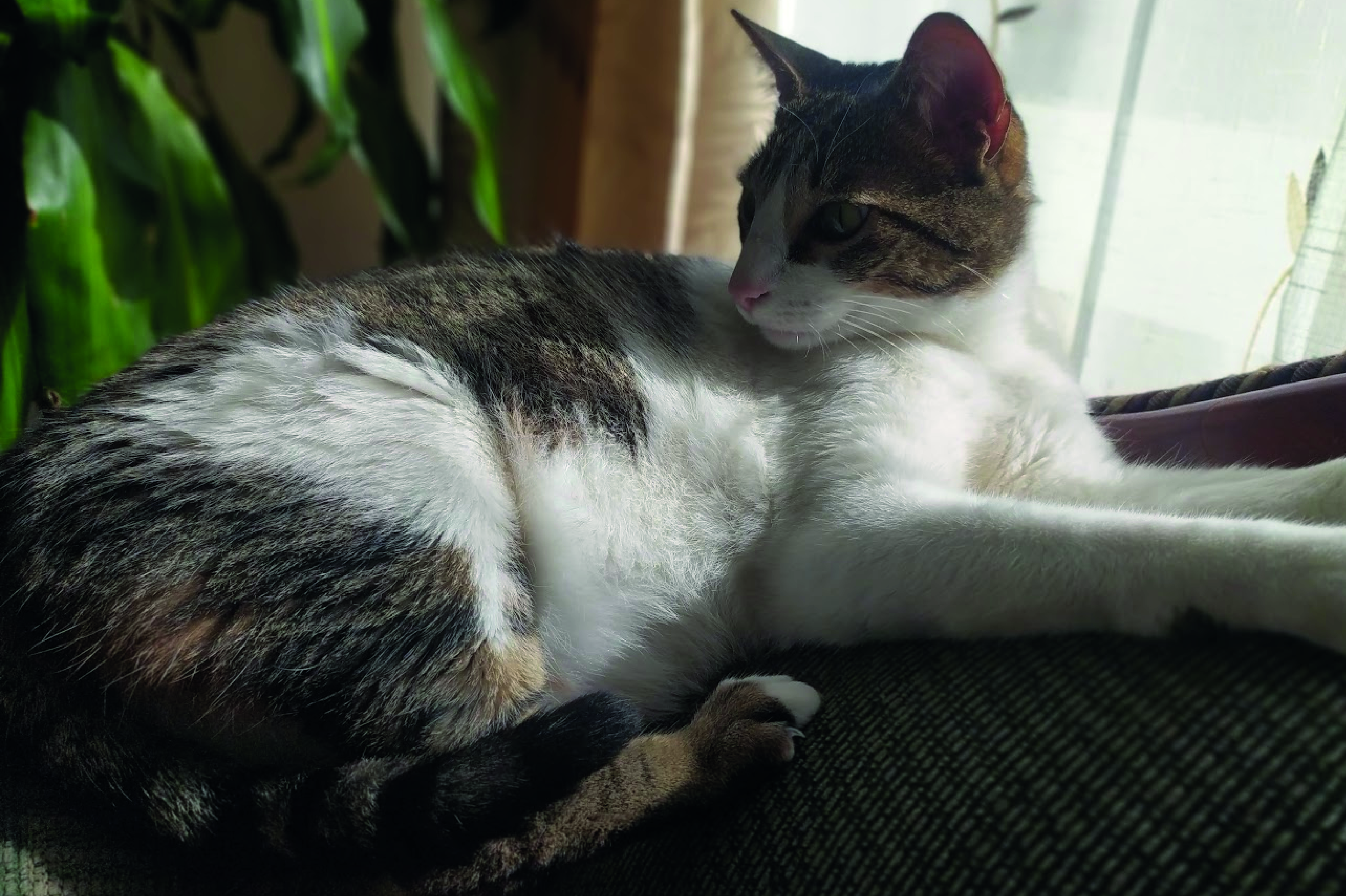 (VIDEO) Jero: la historia de un gato que fue rescatado por una familia en Bogotá