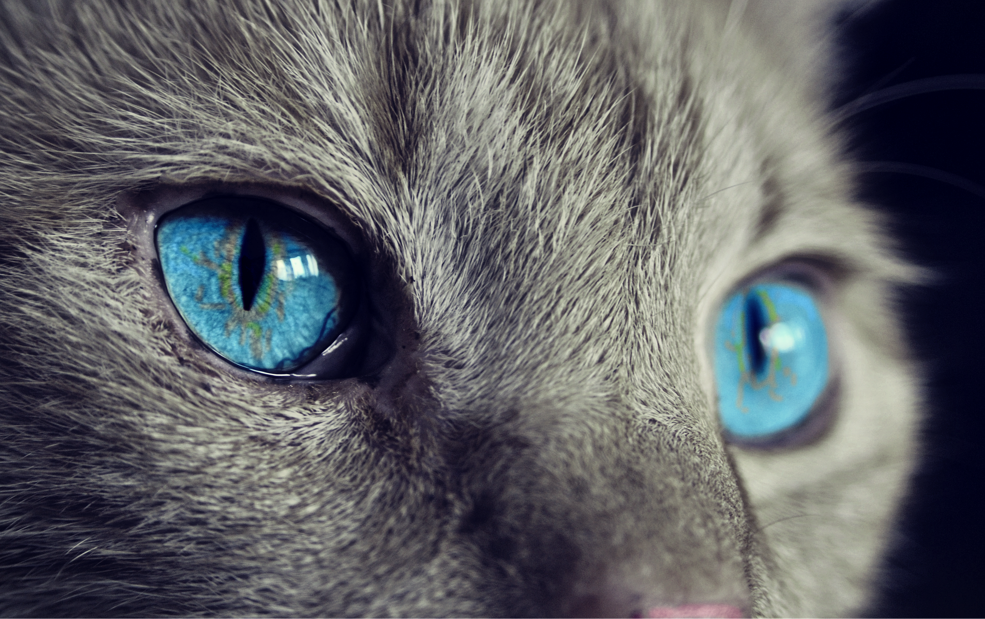 Día internacional del gato: más allá de la ‘ternura’ y los memes virales