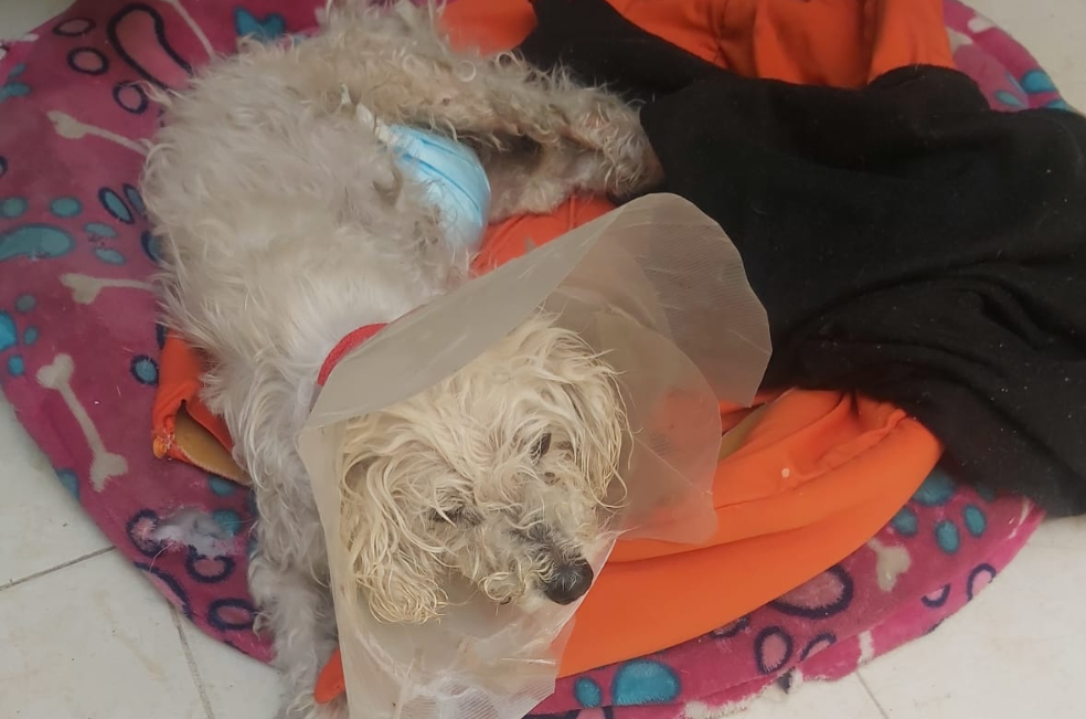 Lula, una perrita rescatada de nueve años, necesita ayuda urgente para una cirugía