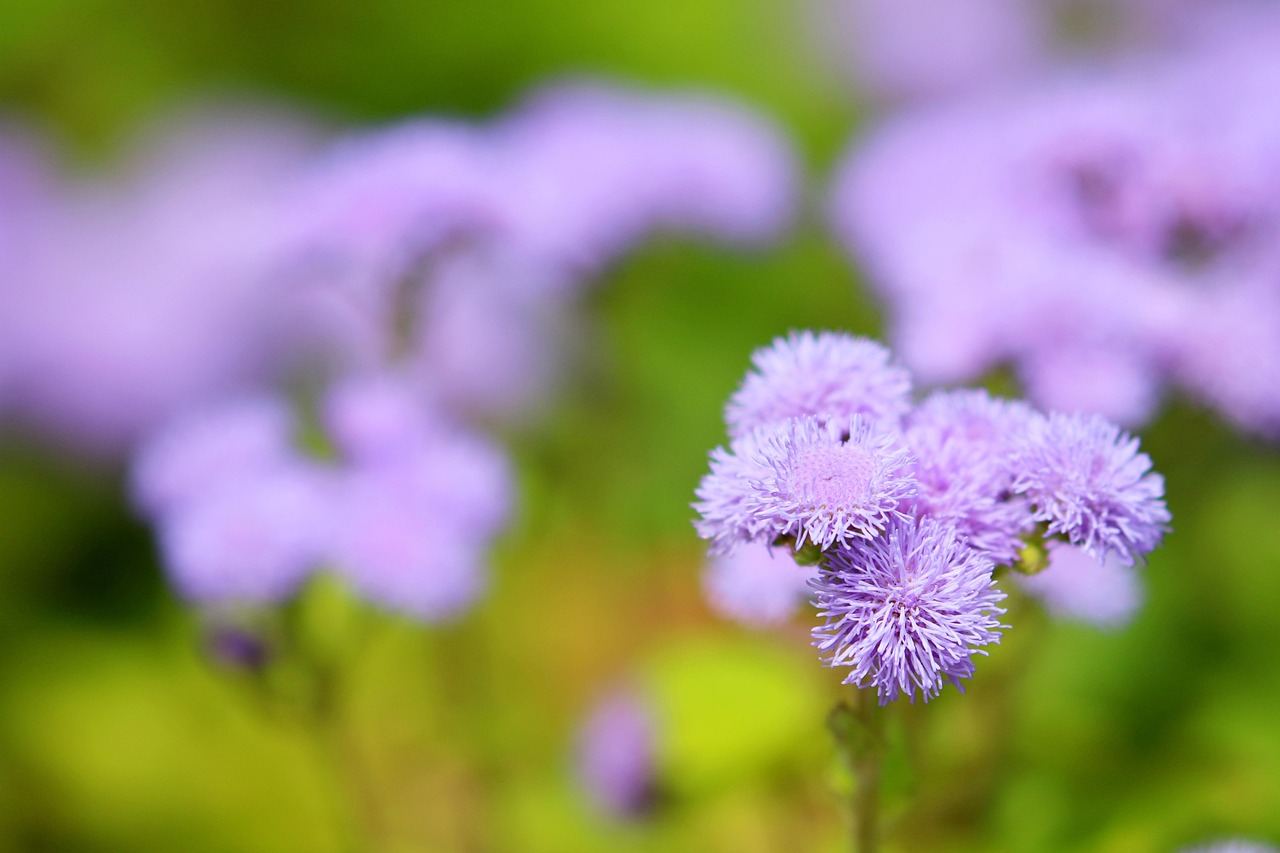 Ageratum, una flor ornamental ideal para bordes, macetas y arreglos florales