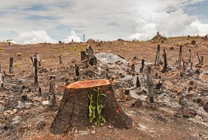 Detener pérdida ambiental es 100 veces más barato que recuperarse de una pandemia