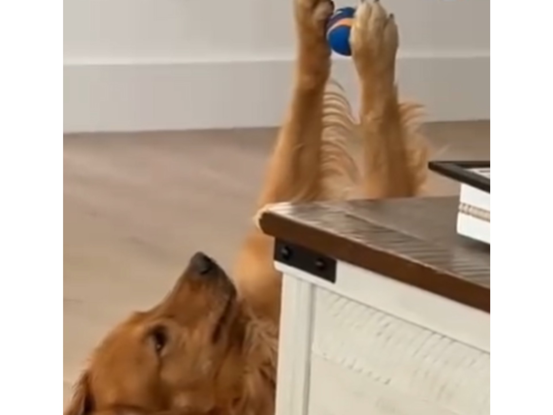 Astro, el perrito que parece practicar pilates, causa furor en redes sociales (video)