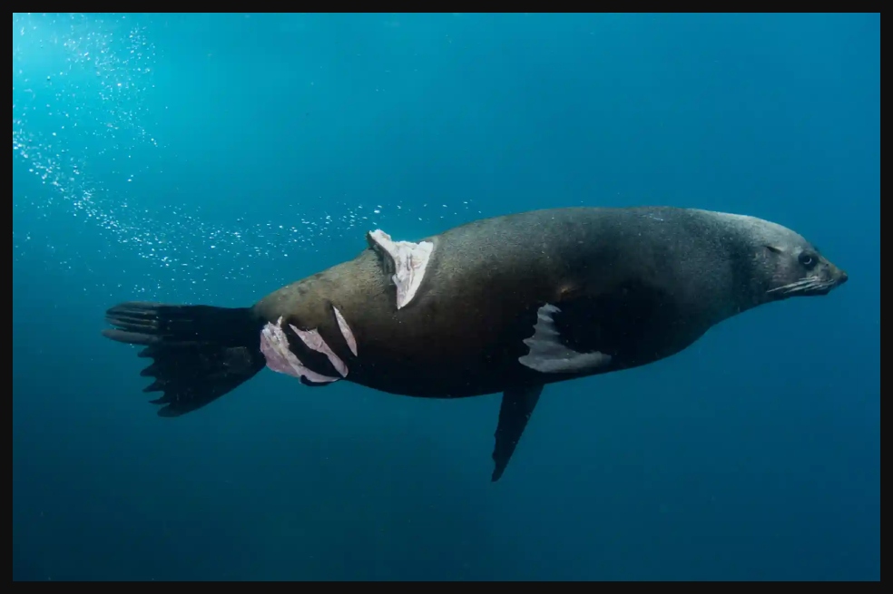 Nicolás y Léna Remy ganaron en la categoría de fotoperiodismo de naturaleza. Su foto es la de un lobo marino herido.