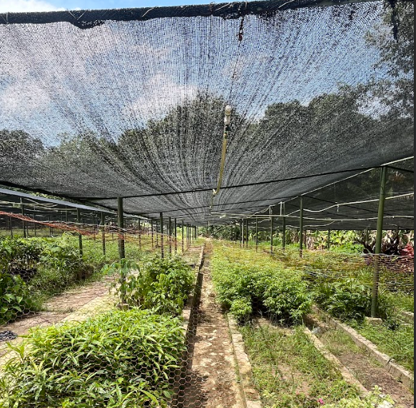 Se espera producir 180.000 árboles en los viveros.