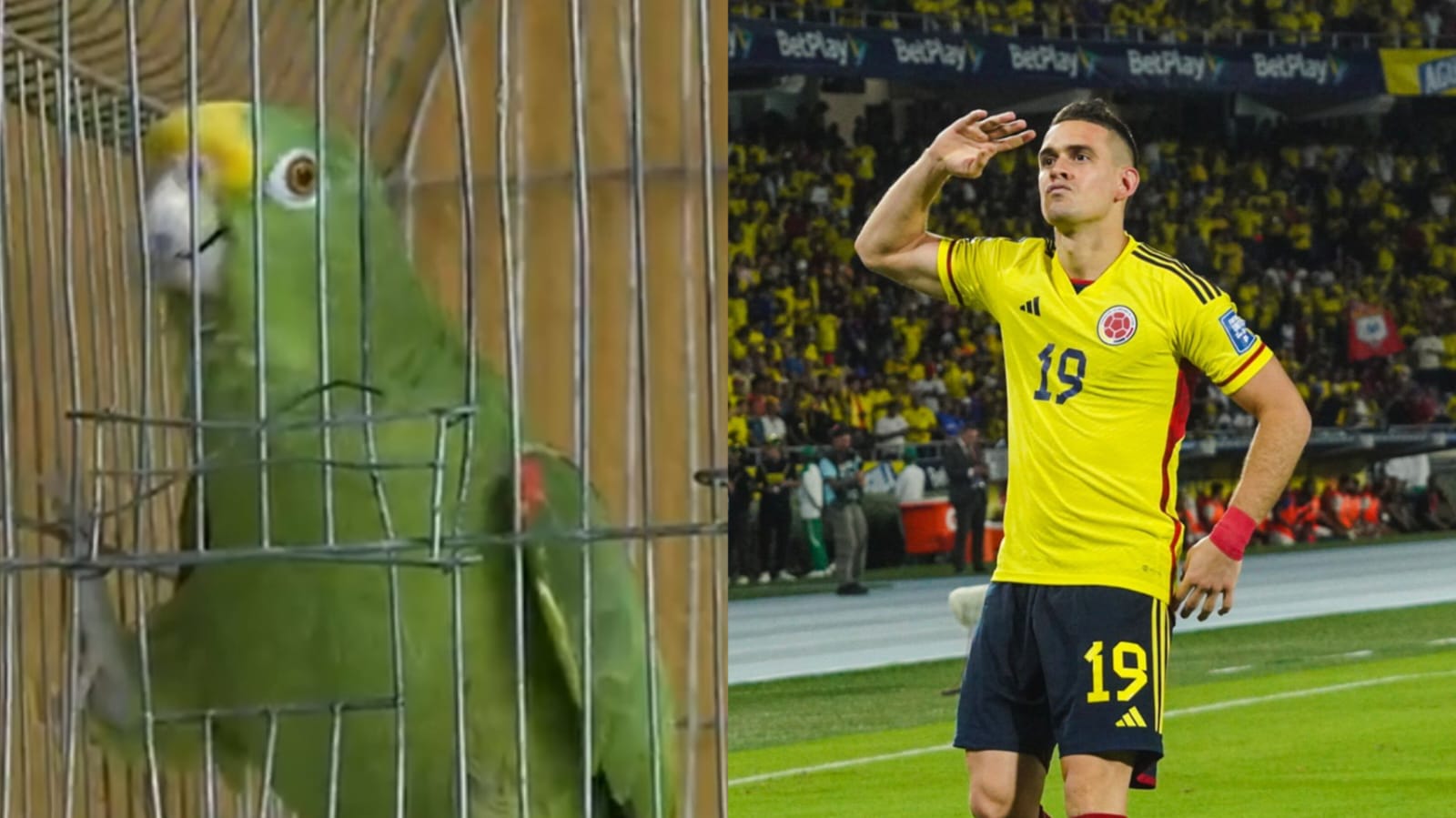 Texano, el loro que canta los goles de la selección de Colombia.