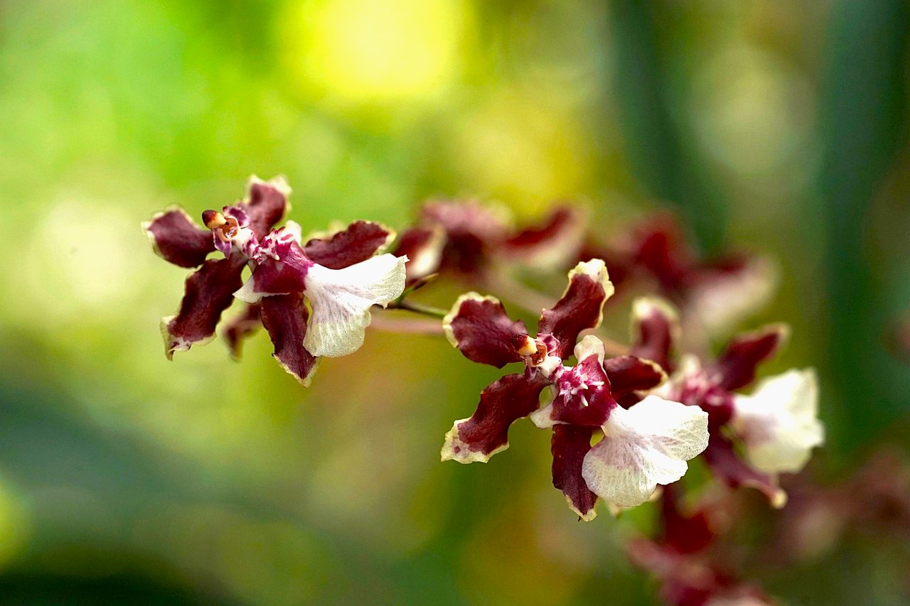 Oncidium ‘Sharry Baby’