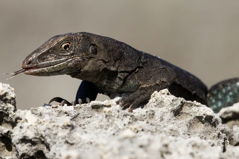 Este reptil estuvo cerca de extinguirse, pero ha tenido una recuperación “épica”