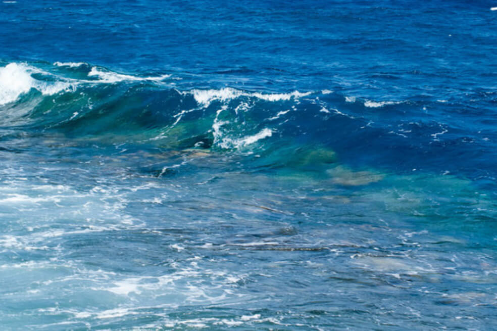 Las olas de calor marinas amenazan la biodiversidad de los océanos