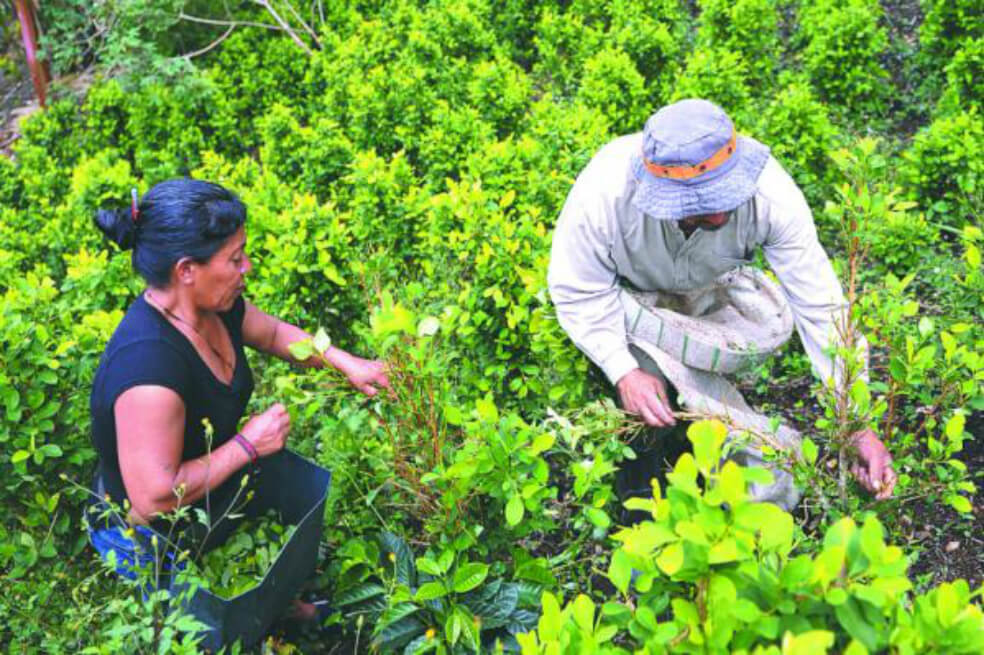 Naciones Unidas reporta reducción del 9% en los cultivos de coca en Colombia en 2019