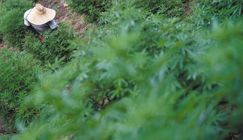 Petro y su política de drogas: ¿Podremos reescribir la historia del cannabis?