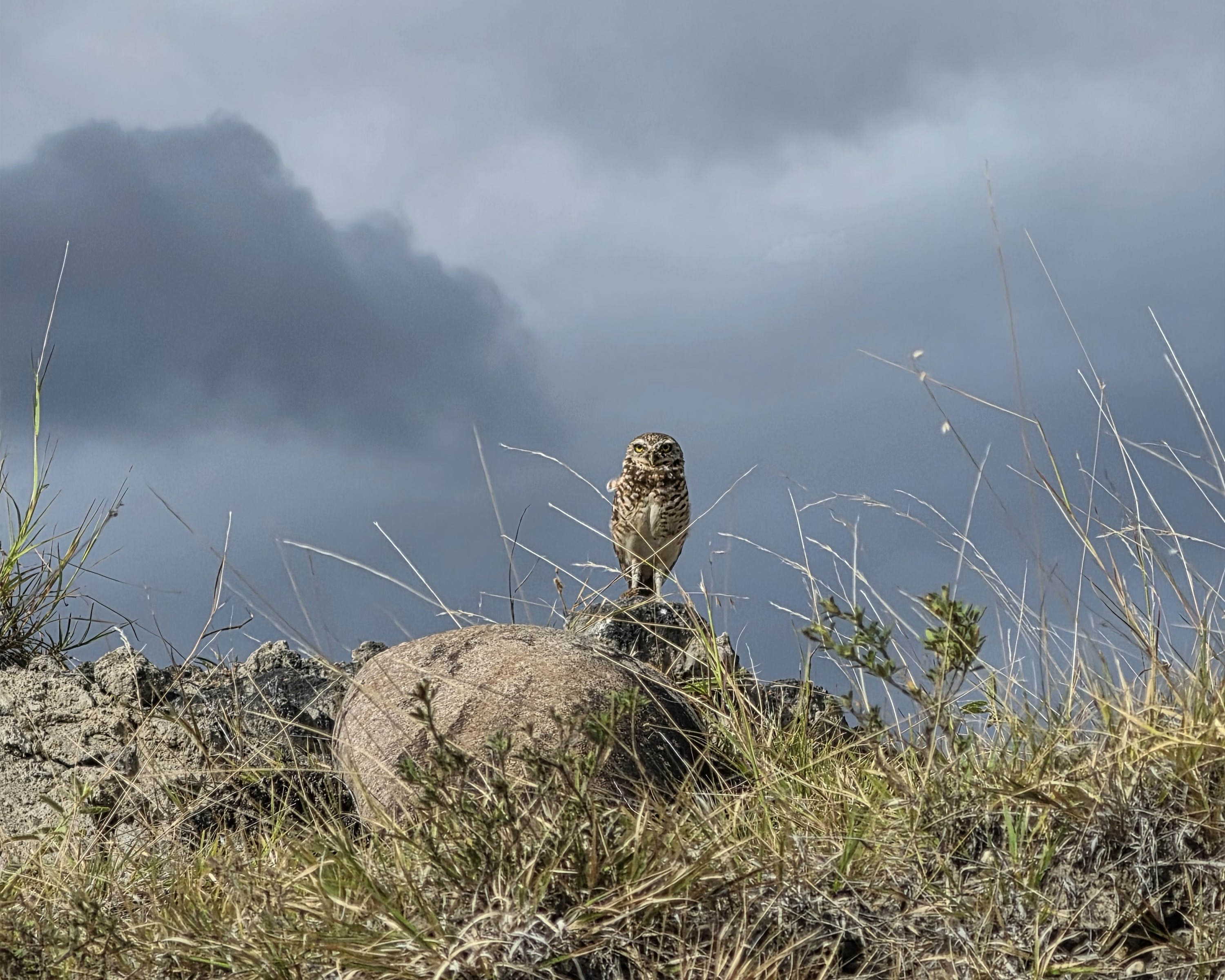 La visita también puede complementarse con el Museo de Historia Natural de la Tatacoa, donde se conservan más de 1.700 fósiles de mamíferos, reptiles, peces, aves y madera petrificada. Este espacio permite entender cómo era esta región hace millones de años, cuando estaba cubierta por una exuberante selva tropical.