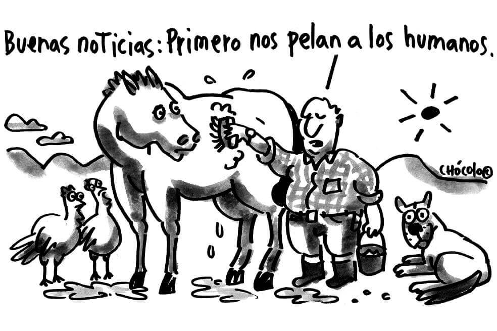 Chócolo
