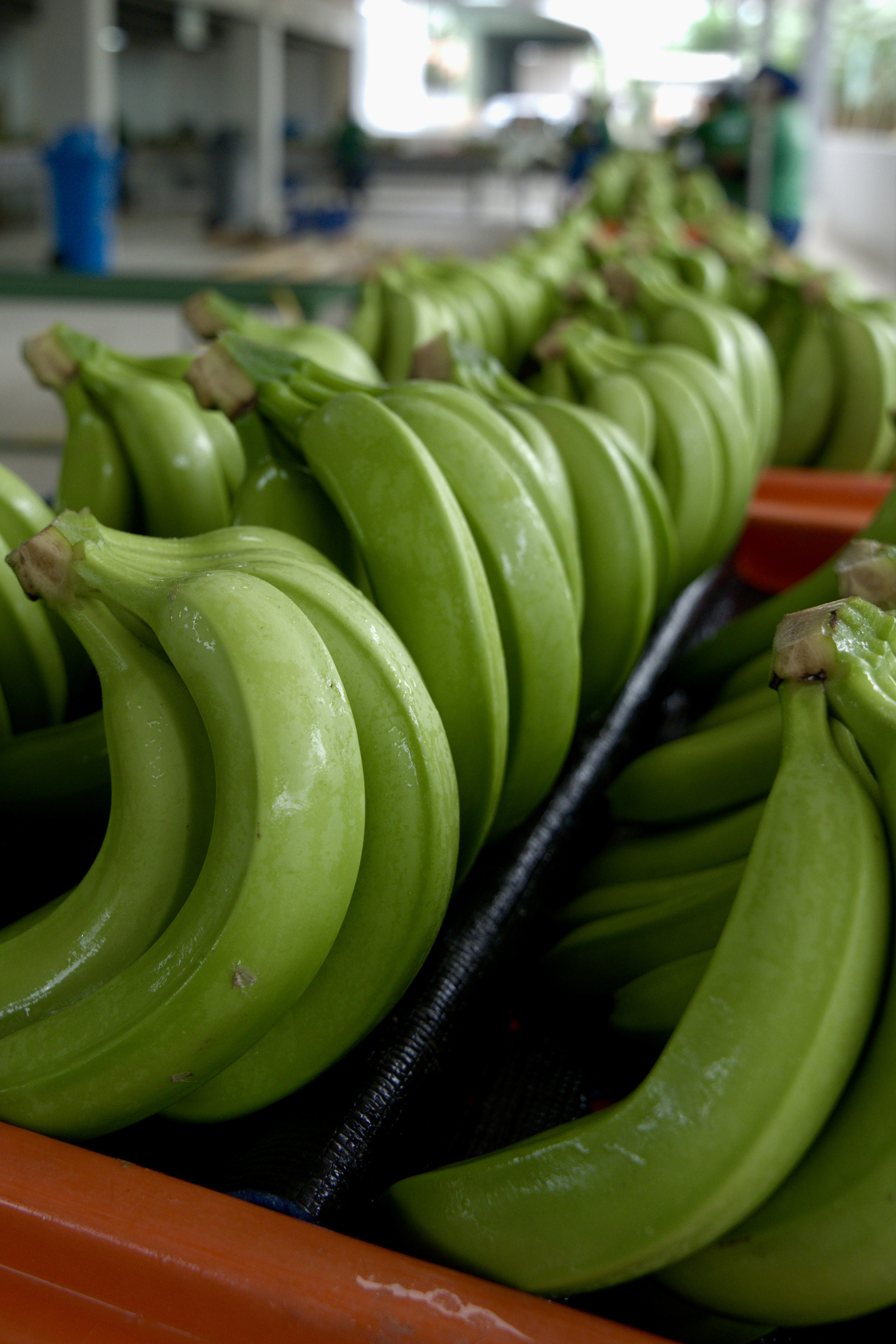 Esta es la fruta que tiene más potasio que el banano. Descubre sus beneficios