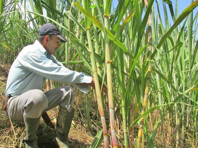 Lista la campaña para consumir más panela, con el fin de apoyar a productores