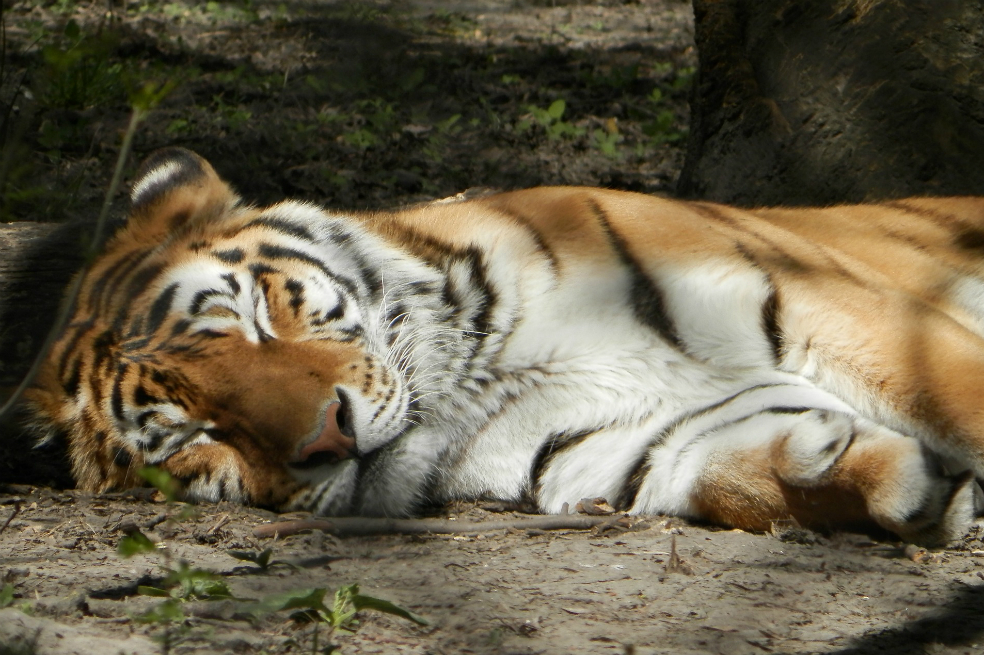 La empleada de un zoológico muere en ataque de una tigresa siberiana