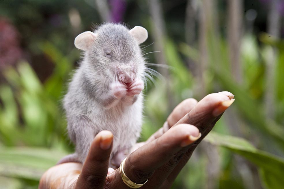 Ratas, heroínas en África