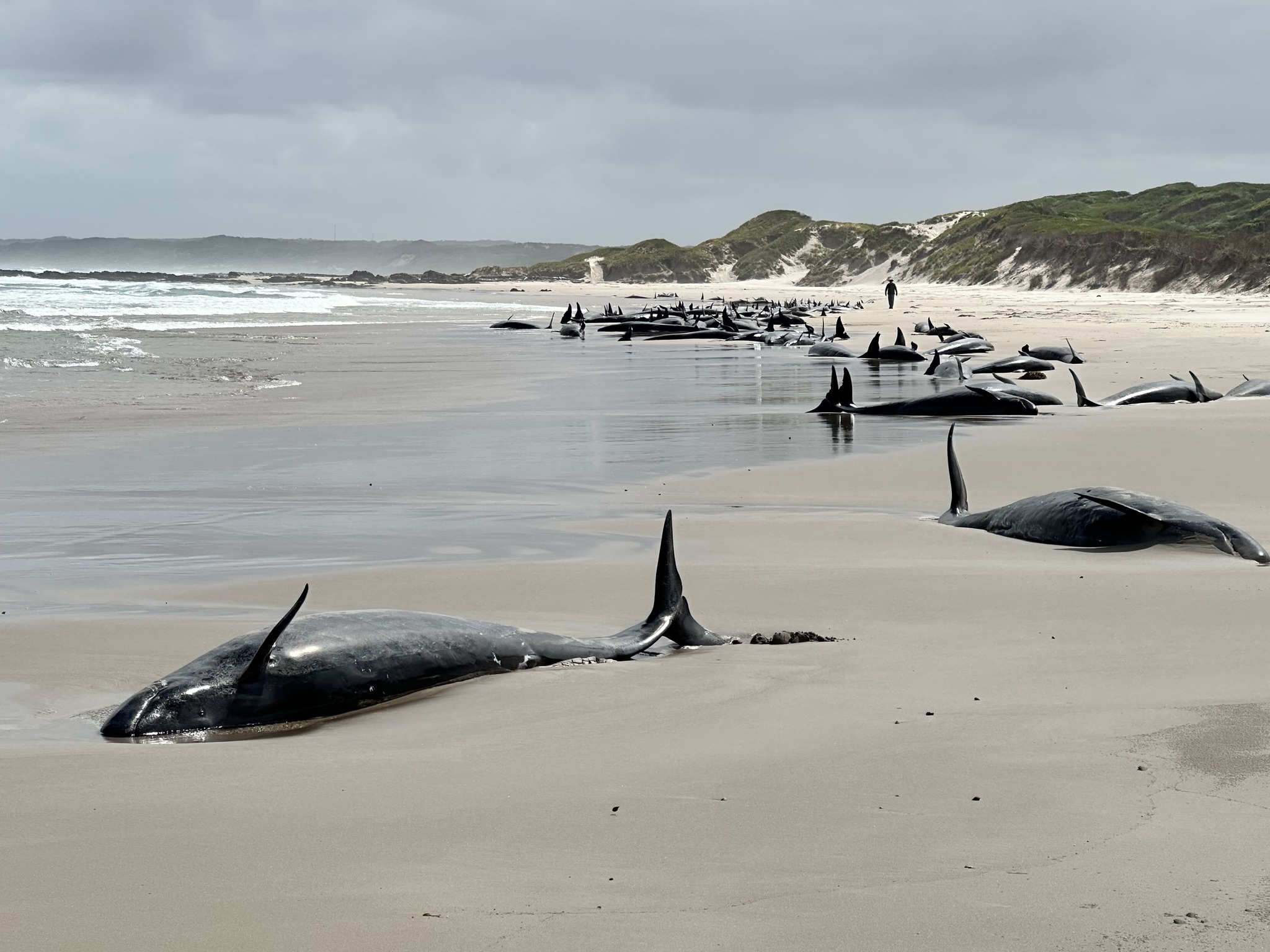 Hay más de 150 falsas orcas varadas en una playa y deberán practicarles eutanasia
