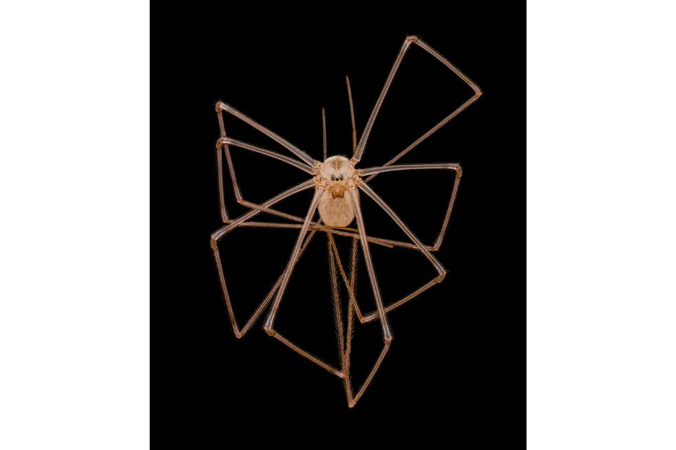 Araña de patas largas (Pholcus phalangioides)